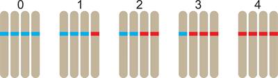 Tools for Genetic Studies in Experimental Populations of Polyploids